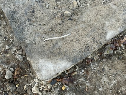 IMG_4093.jpeg