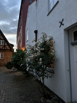 IMG_6107.jpeg