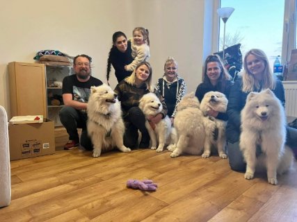 Viano_i_samoyedy.JPG